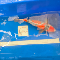 Carpe koi nuovi arrivi