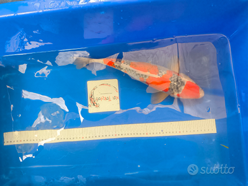 Carpe koi nuovi arrivi