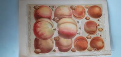 2 stampe antiche di frutta