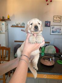 Cuccioli di golden retriver