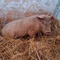 Maialino