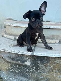 Bulldog francese