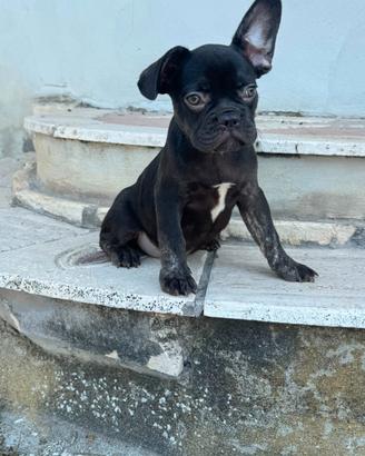 Bulldog francese