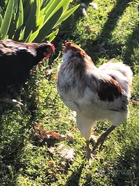 Gallo araucana