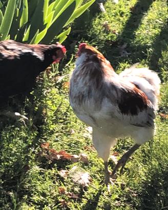 Gallo araucana