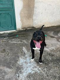 American pitbull per monte