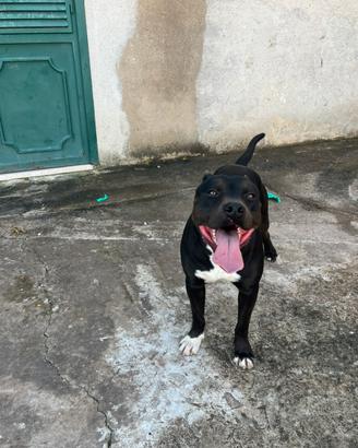 American pitbull per monte