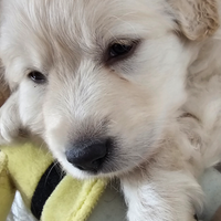 Cucciolo Labrador femmina