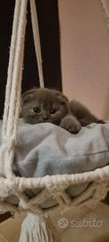 Cuccioli scottish fold/straight