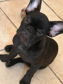 bulldog francese 