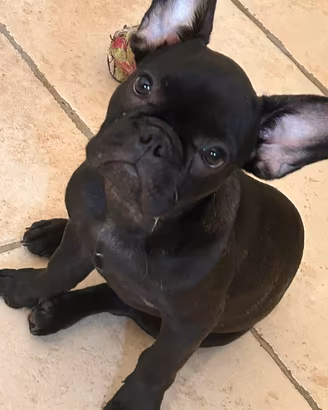 bulldog francese 