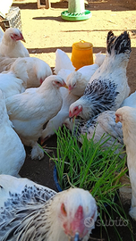 Brahma diverse colorazioni