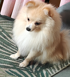 Spitz tedesco per monta