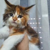 Cucciole maine coon