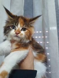 Cucciole maine coon