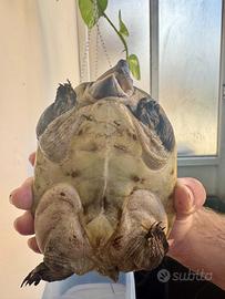 Staurotypus salvinii