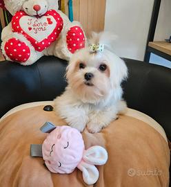 Maltipoo selezionato mini coreano