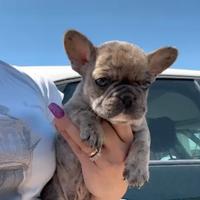 Cucciolo di bouledogue francese