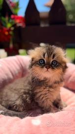 Scottish Fold