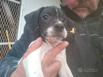 Pointer inglese .caccia