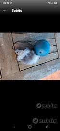 Gioco per gatto