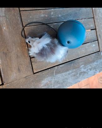 Gioco per gatto