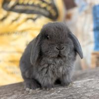 Cucciolo coniglio nano minilop ariete