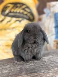 Cucciolo coniglio nano minilop ariete