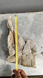 Pietra bonsai ishizuki