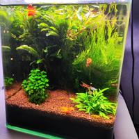 Acquario allestito da 18 litri