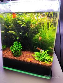 Acquario allestito da 18 litri