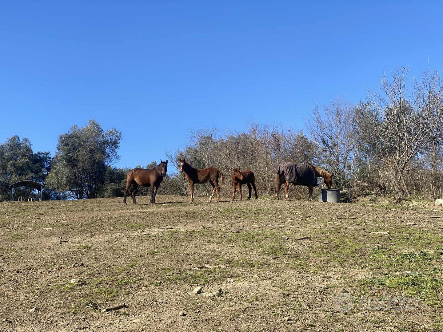 Terreno Via della Mola, Monte Rocchette, Sacrofano - Vista 6