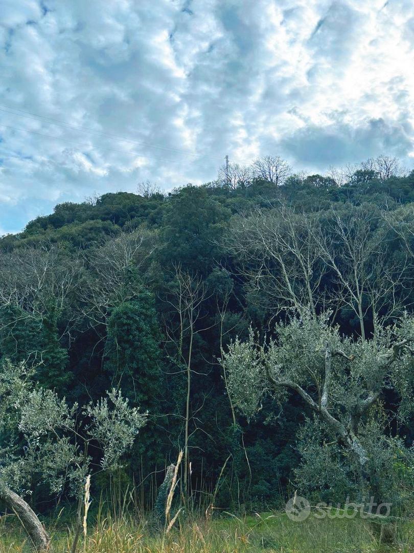 Terreno Agricolo con Ulivi e Rudere edificabile - Vista 4