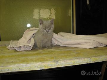 British BLU Femmina Anche in 12 Rate