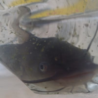 Pesce gatto