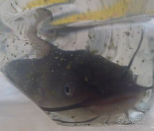 Pesce gatto