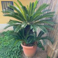 Pianta Cycas
