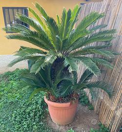 Pianta Cycas