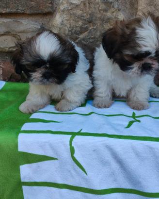 Shih tzu con pedigree ENCI