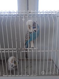 Coppia cocorite inglesi introvabili