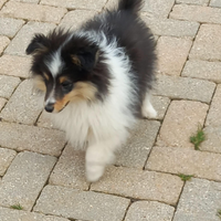 Pastore shetland il piccolo lassie in miniatura