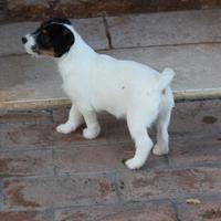 Jack russell cuccioli broken e lisce