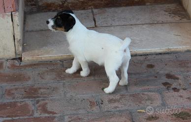 Jack russell cuccioli broken e lisce