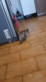 Gattina