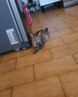 Gattina