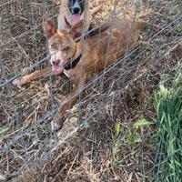 Tina e Bina, le sorelle senza casa