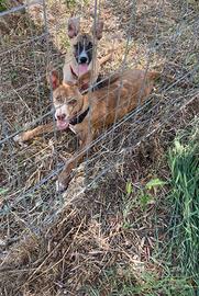 Tina e Bina, le sorelle senza casa
