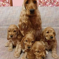 Cocker Spaniel cuccioli