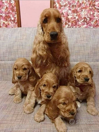 Cocker Spaniel cuccioli