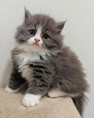 Gattina Persiana Bicolore Blue White